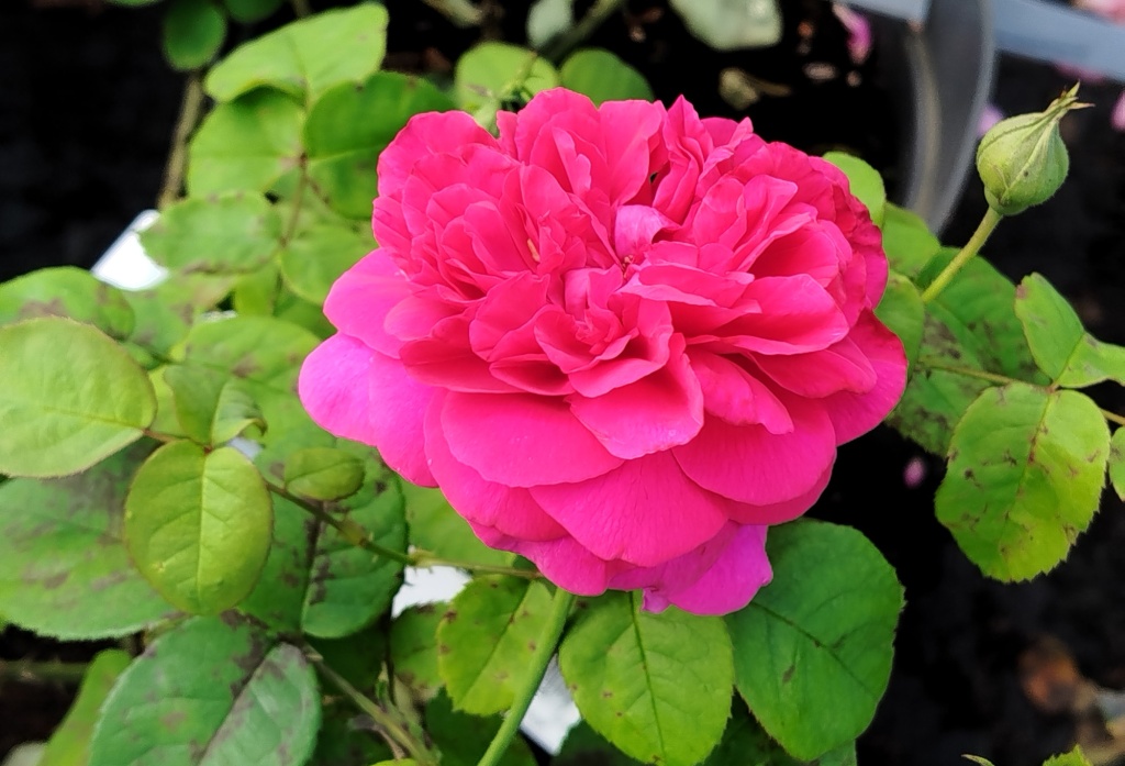 Роза английская (Остина) Дарк Kди (Thre Dark Lady).jpg