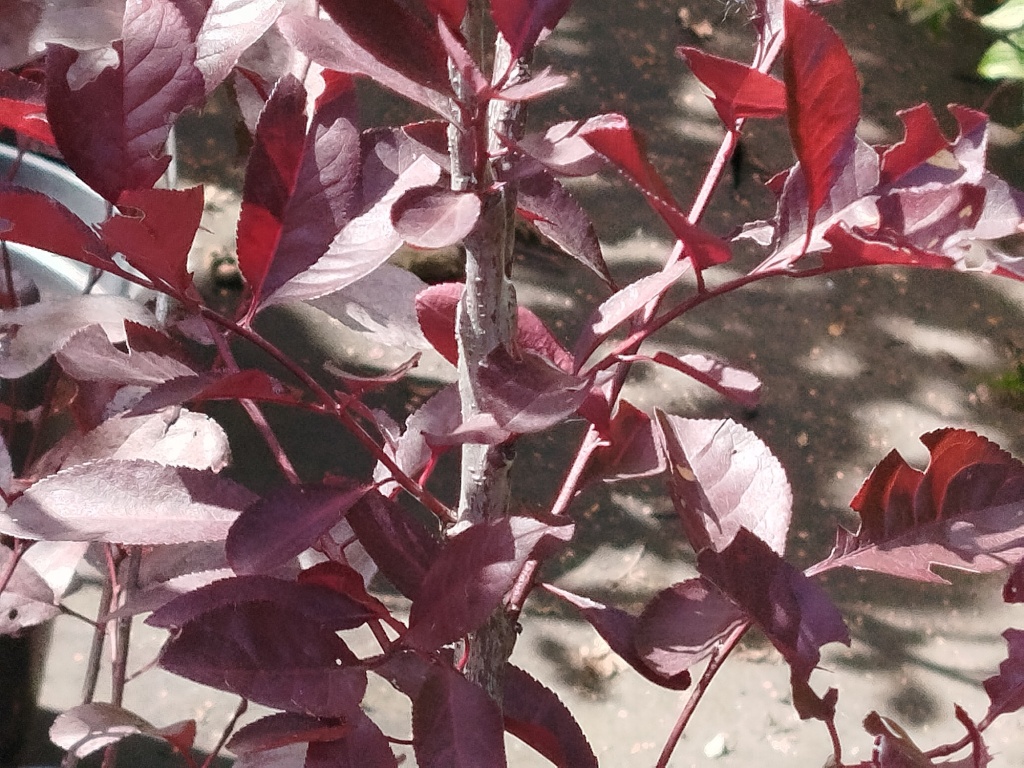 Слива декоративная Цистена.jpg