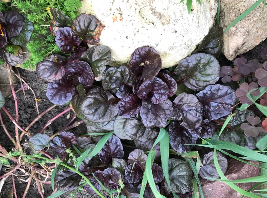 Живучка ползучая 'Black Scallop' ('Блэк Скэллоп')5.JPG