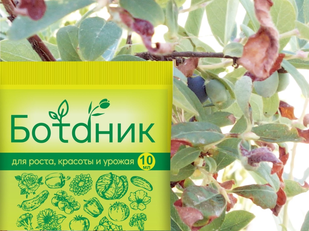 Ботаник и заморозки.jpg