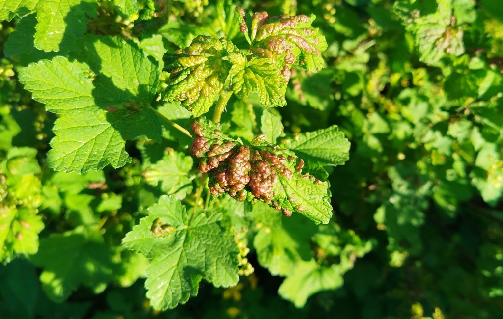 смородина поврежденная галловой тлей.jpg