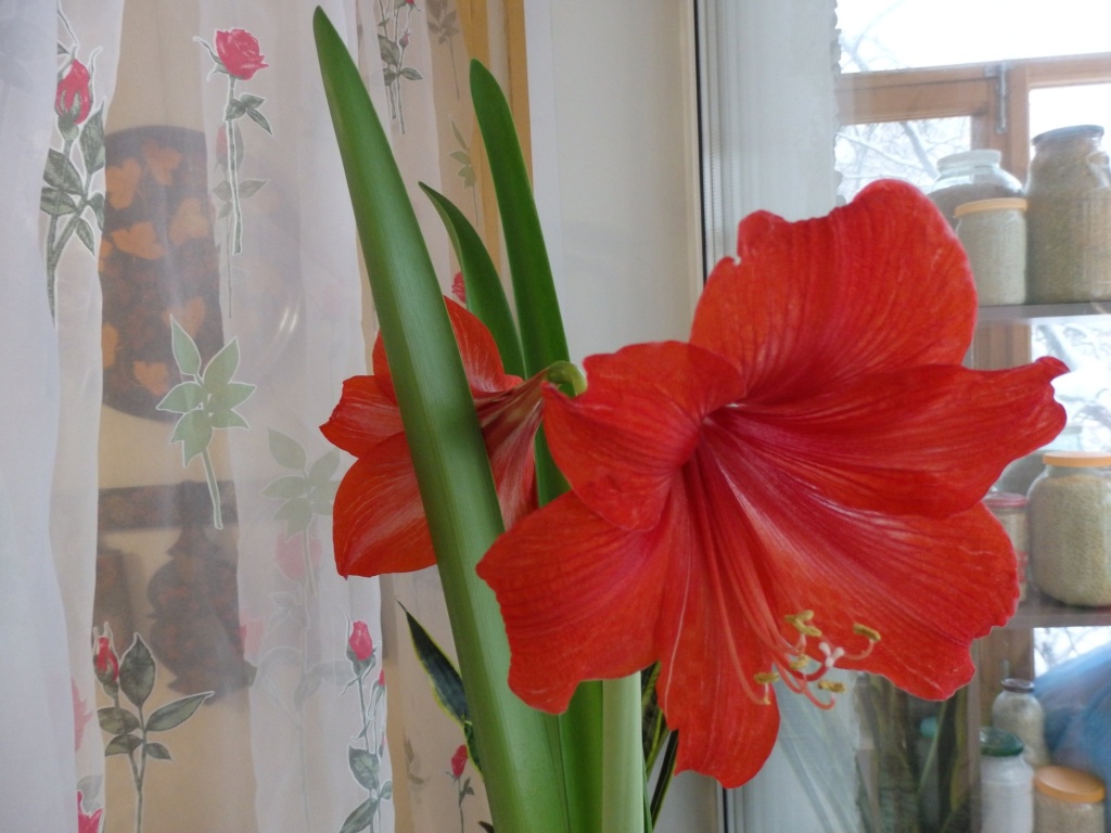 Гиппеаструм 2.JPG