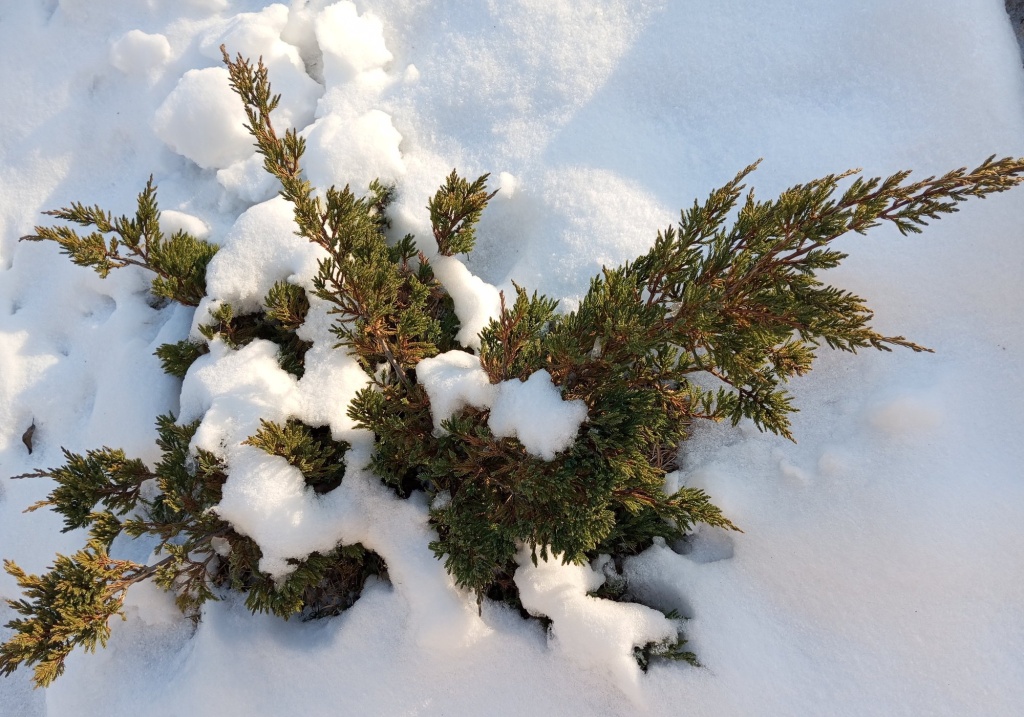 Под снегом зимует можжевельник Холгер.jpg