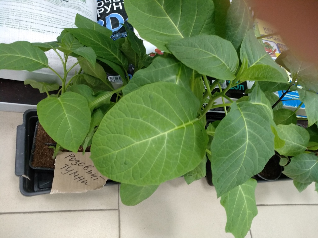 Дурман Розовый туман.jpg Дурман Розовый туман.jpg