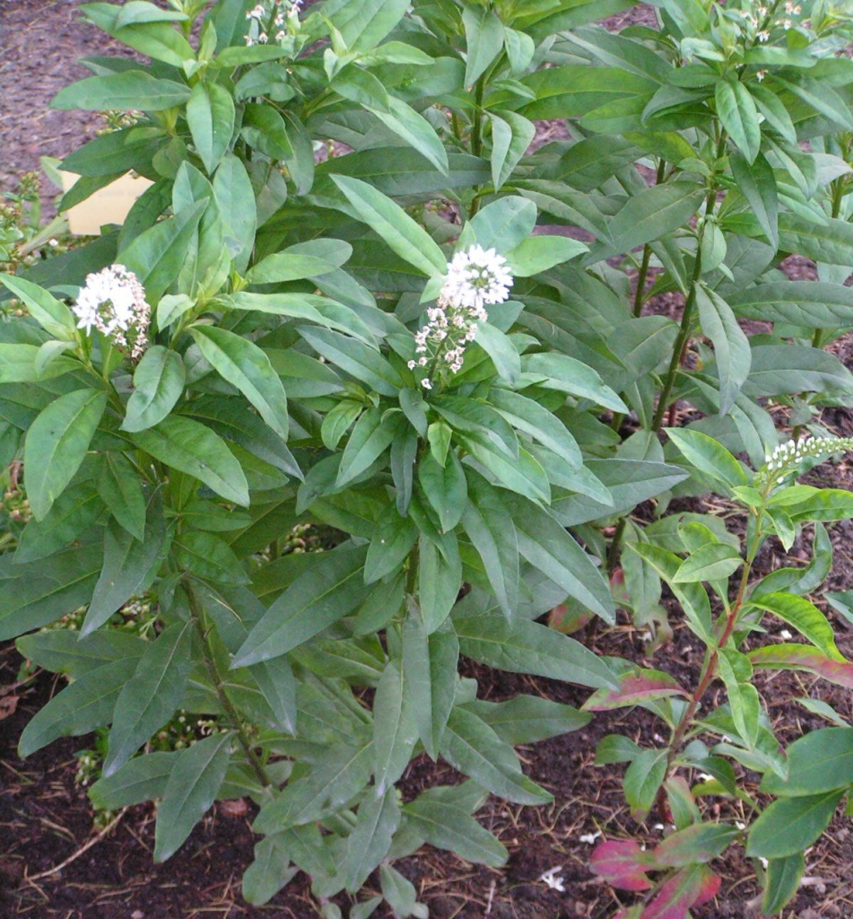 Вербейник ландышевый (клетроидный).JPG