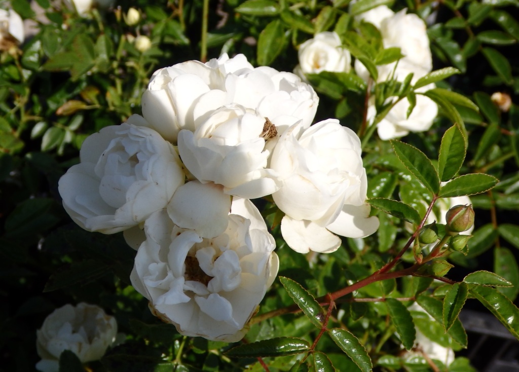 Роза почвопокровная Уайт Морсдаг2.JPG