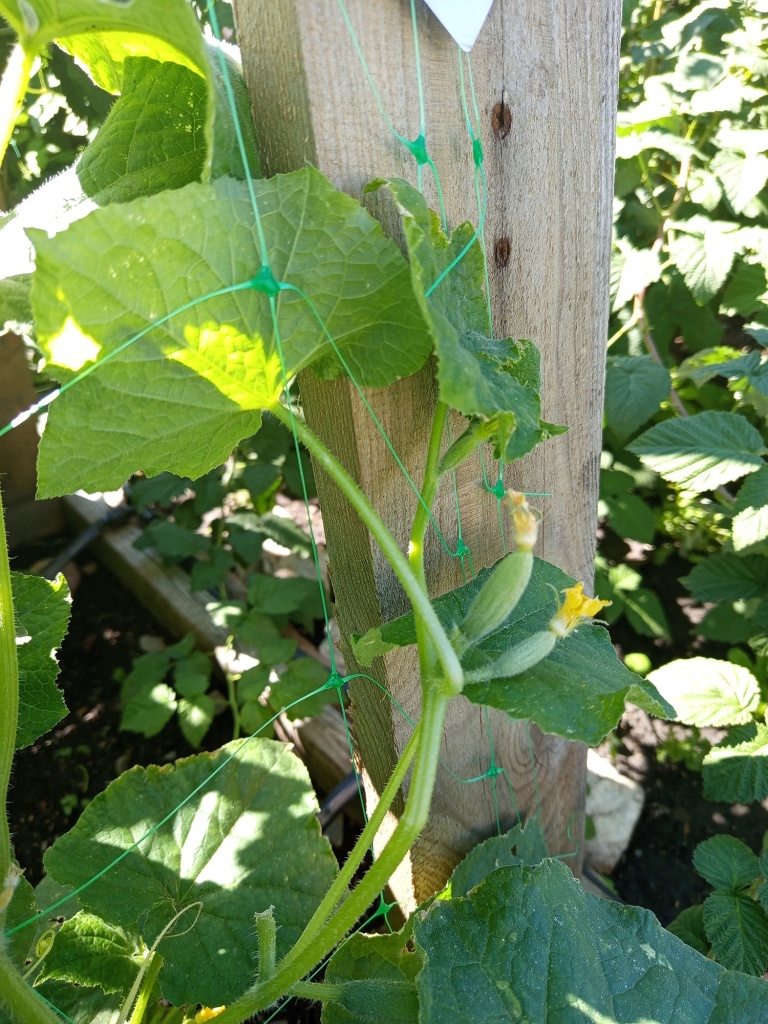 Завязи расположены парами.jpg