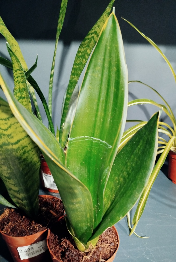 Сансевиерия Лауренти.jpg