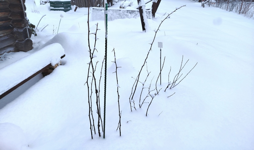 малина зимой.jpg