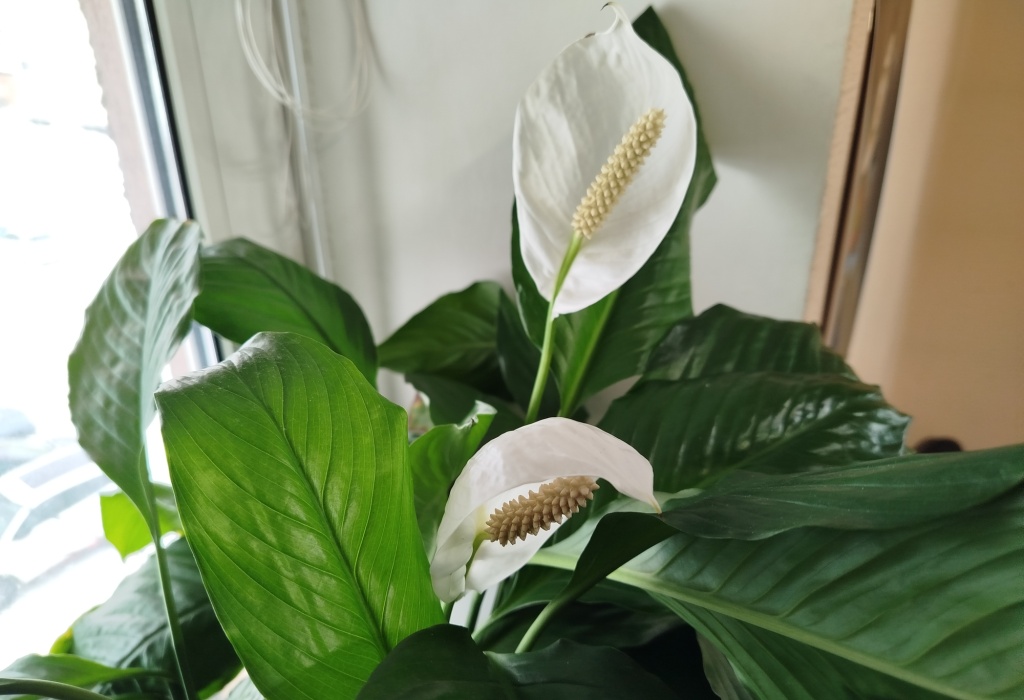 Спатифиллум 2.jpg