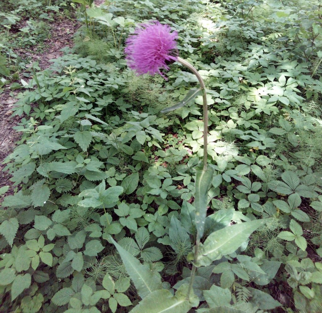 Бодяк_осот розовый.jpg