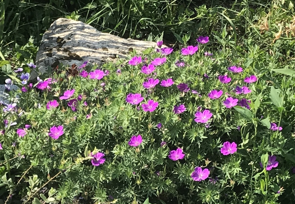 Герань кроваво-красная.JPG