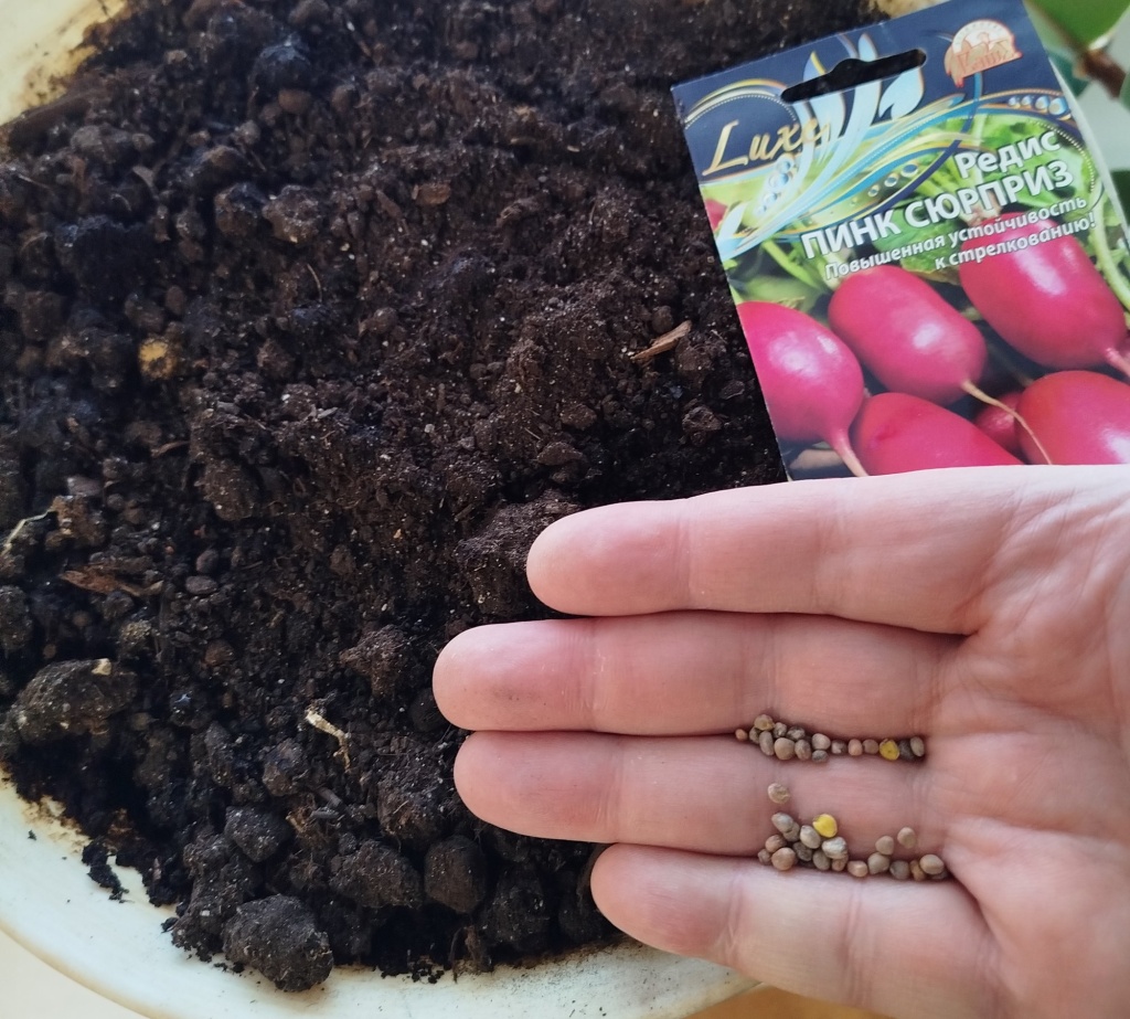 редис на подоконнике0.jpg редис на подоконнике0.jpg