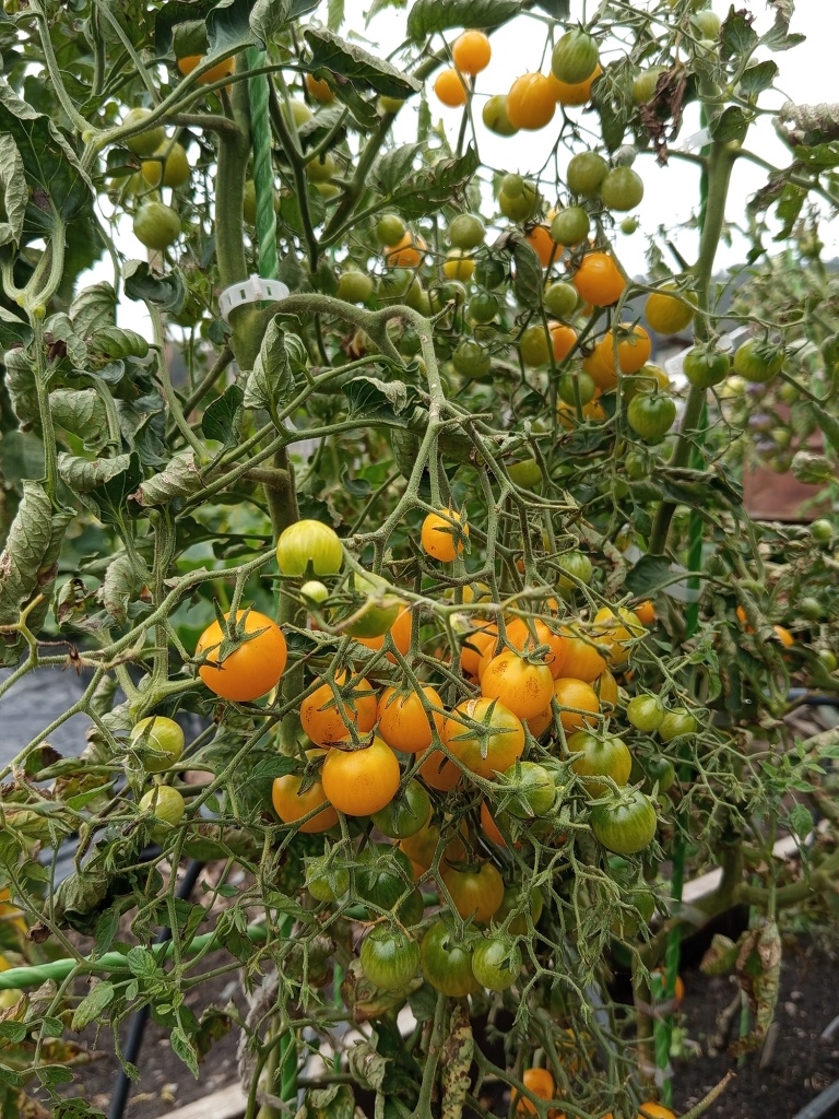 Спелые янтарно-желтые помидорки выглядят нарядно.jpg