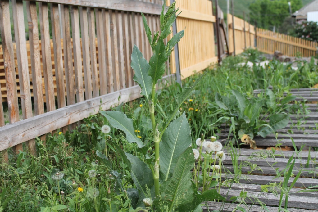 конский щавель_ццц.JPG