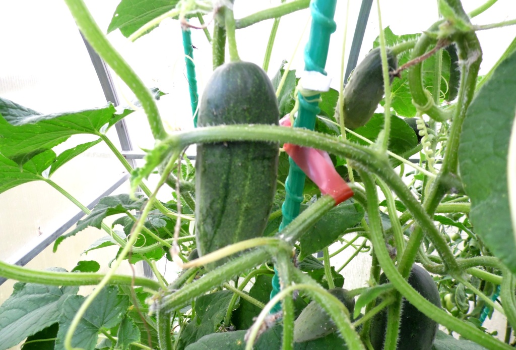 Огурцы в теплице.JPG