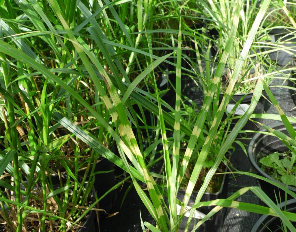 Мискантус китайский Зебринус.JPG