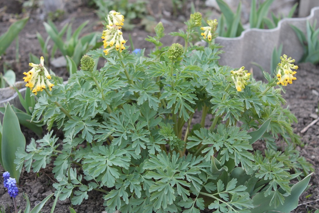 хохлатка желтая.JPG