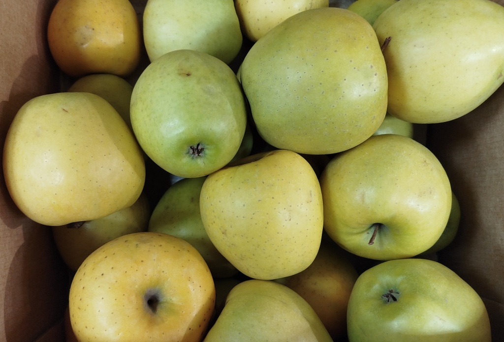 Яблоки Голден Делишес.jpg