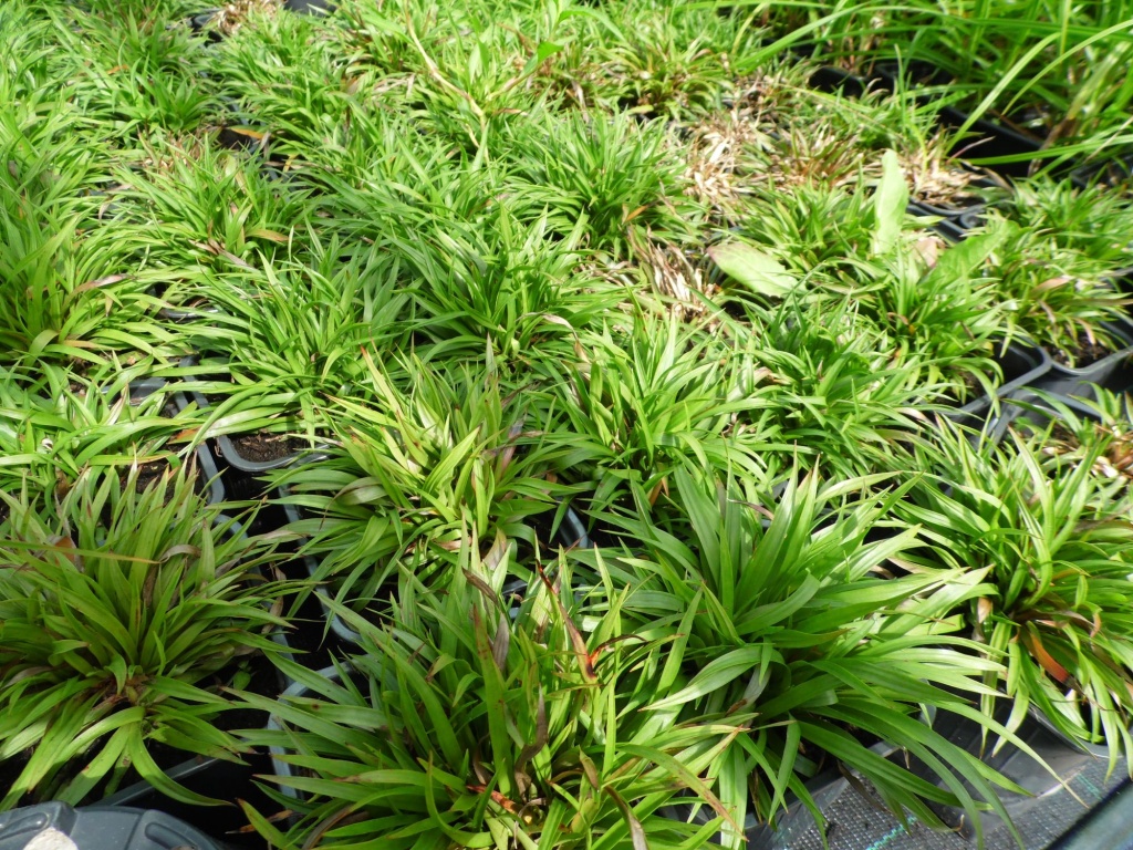 Келерия сизая Coolio.JPG