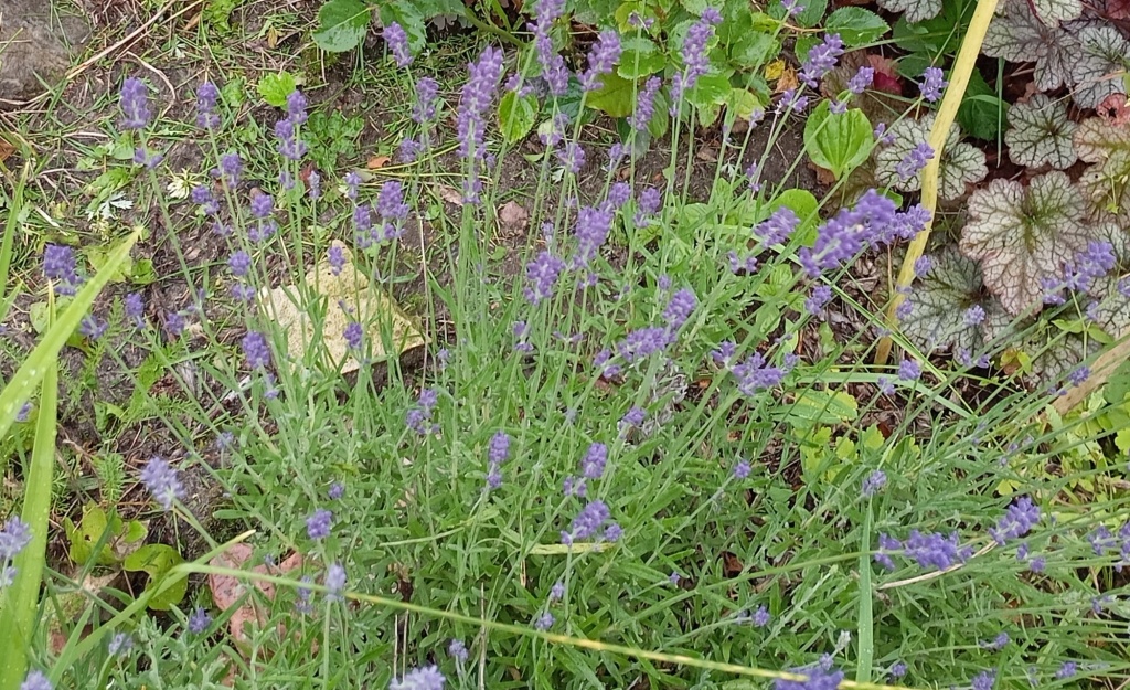 Лаванда 2025.jpg