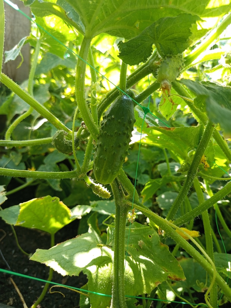 Урожай собираем все лето.jpg