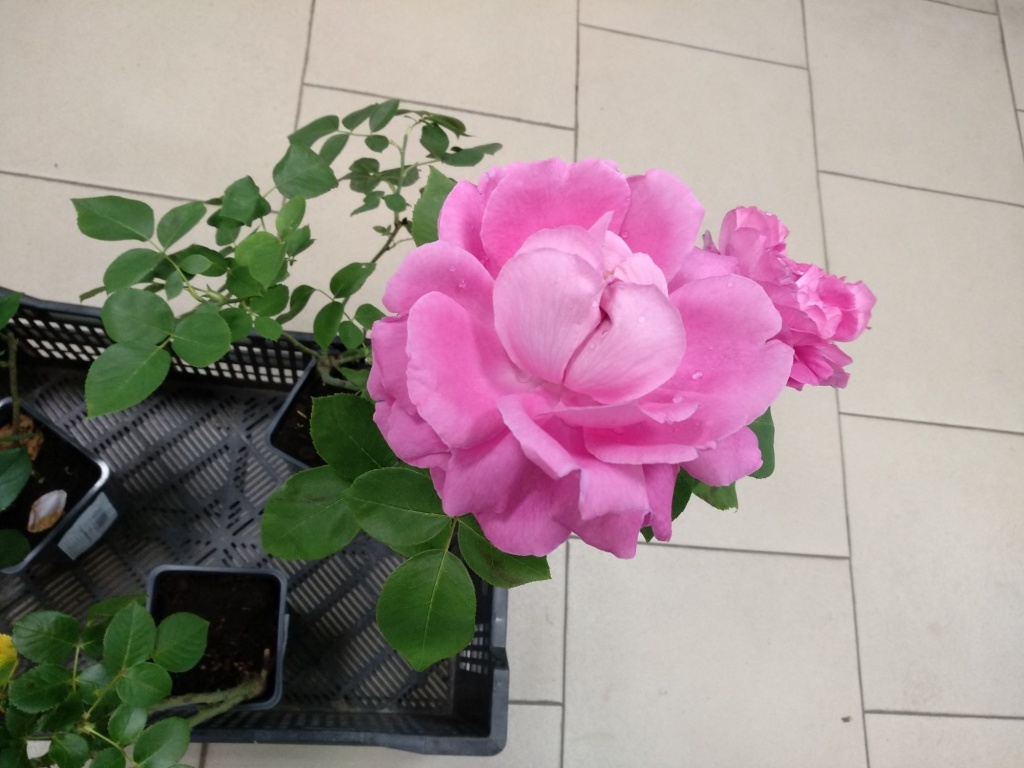 Роза парковая Джон Дэвис.jpg