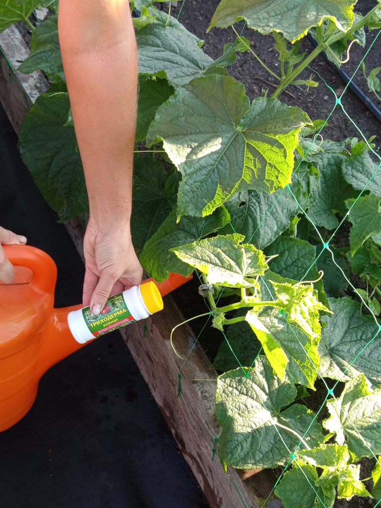 Дополнительно вносим триходерму с поливом.jpg