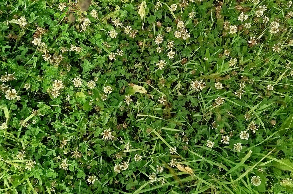 Клевер белый.jpg