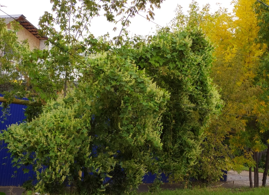 клен американский 5.jpg