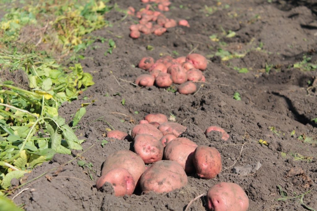 Секреты долгого хранения картофеля зимой