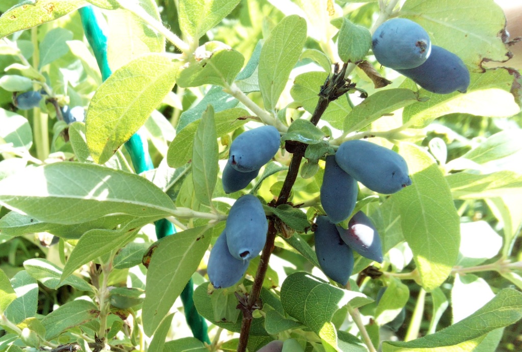 Амфора 2024.jpg