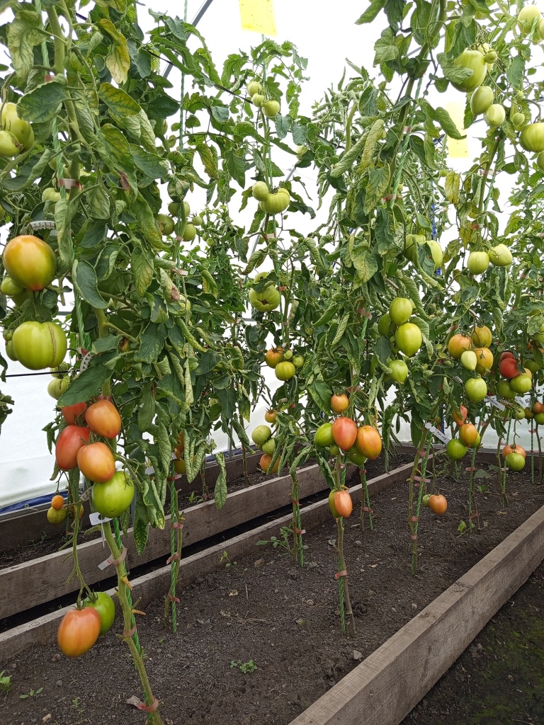 Самый красивый сорт в теплице, 1.jpg