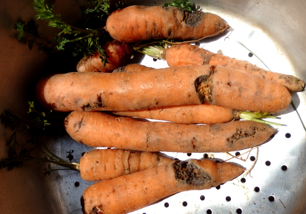 Луковая и морковная муха. Морковная Муха. Морковь поврежденная морковной мухой фото. Спасательная морковка.