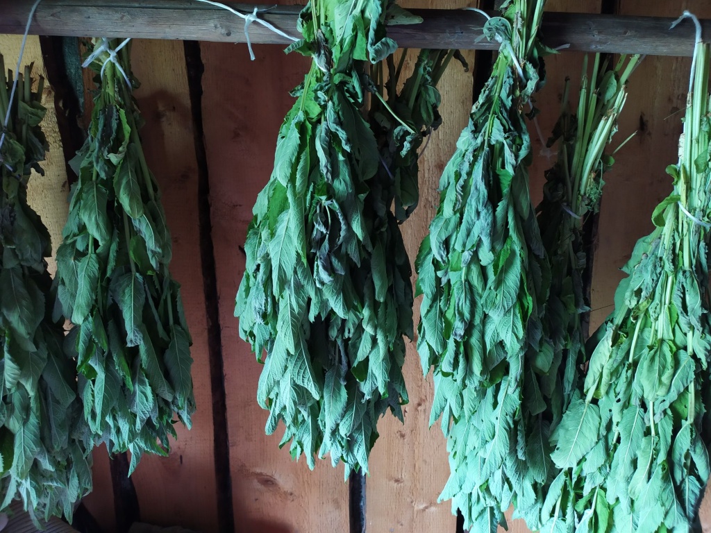 Веники из мяты.jpg