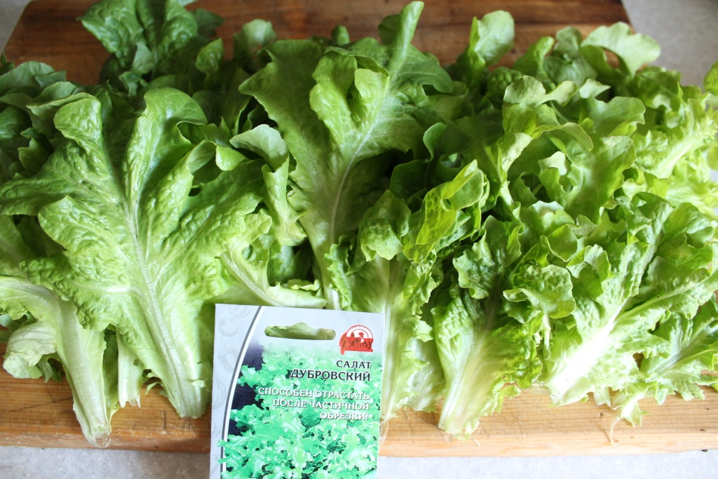 Дубровский” — дуболистный салат с нежными листьями