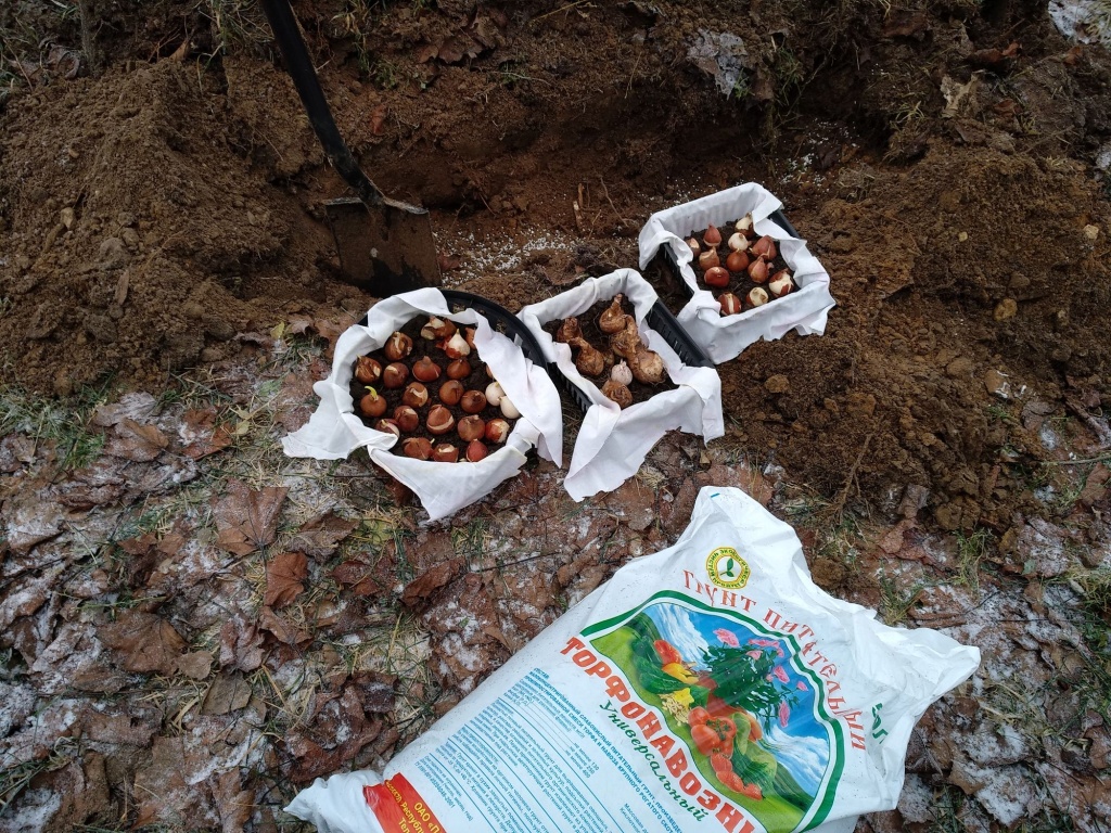 контейнерная посадка луковиц.jpg