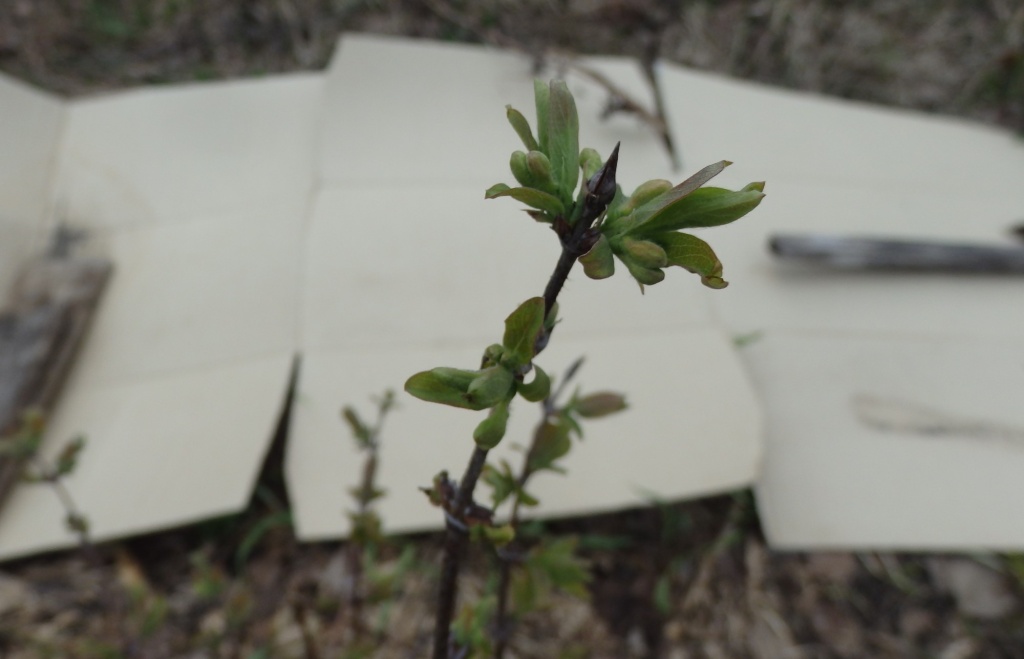 Раннее цветение жимолости.JPG