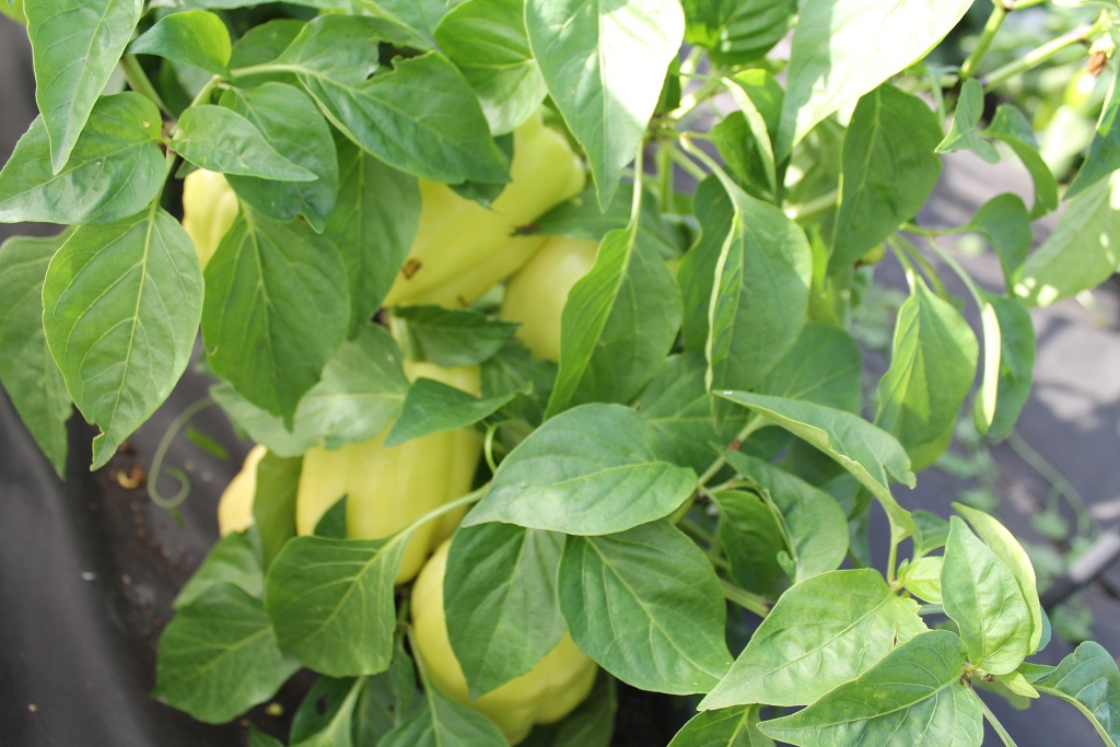 К 1-му сентября куст ломился от плодов.JPG