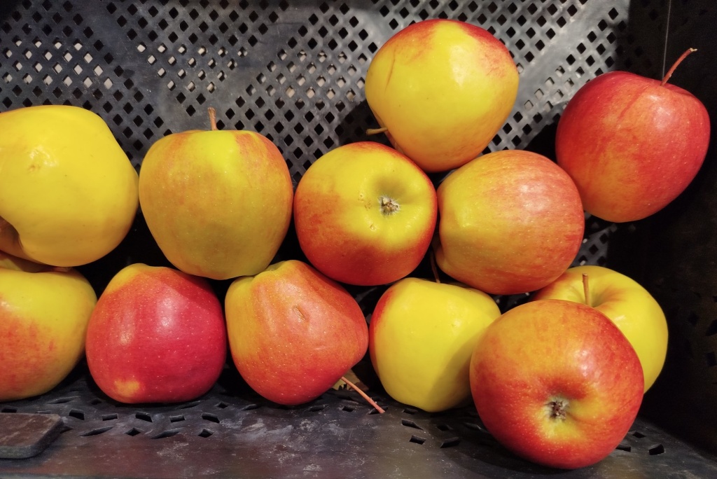 Яблоки Амброзия.jpg