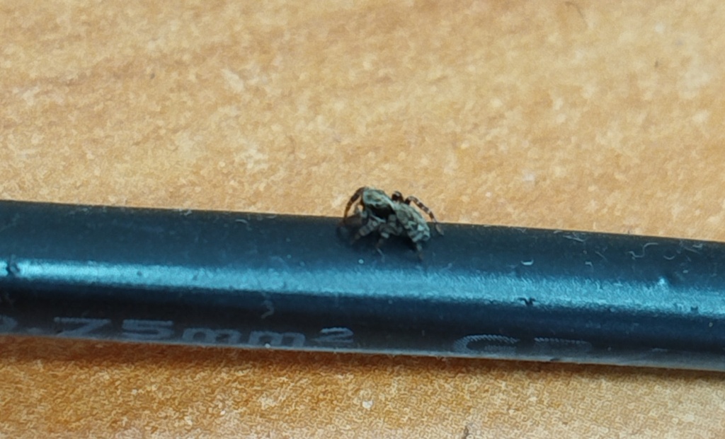 Паук скакун2_2005x1216.jpg