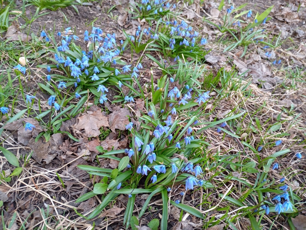 Пролеска (сцилла) Сибирская.jpg