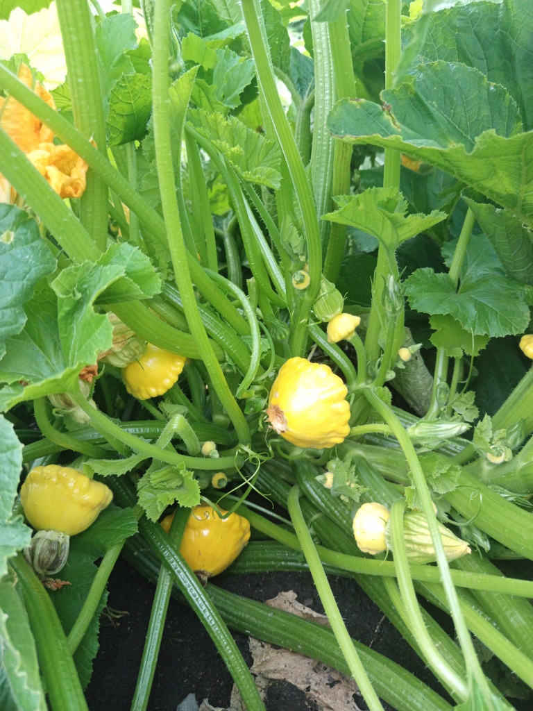 Чтобы плоды не загнивали, удаляем цветы.jpg