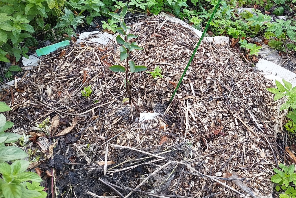 Жимолость Аврора в мульче (2-лет саженец).jpg Жимолость Аврора в мульче (2-лет саженец).jpg