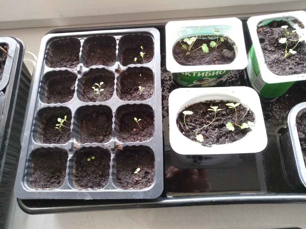 долго всходит рассада.jpg