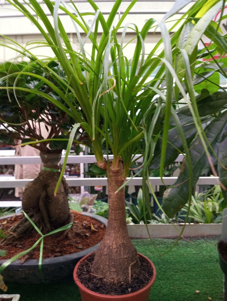 Пальма Нолина (Бокарнея).jpg