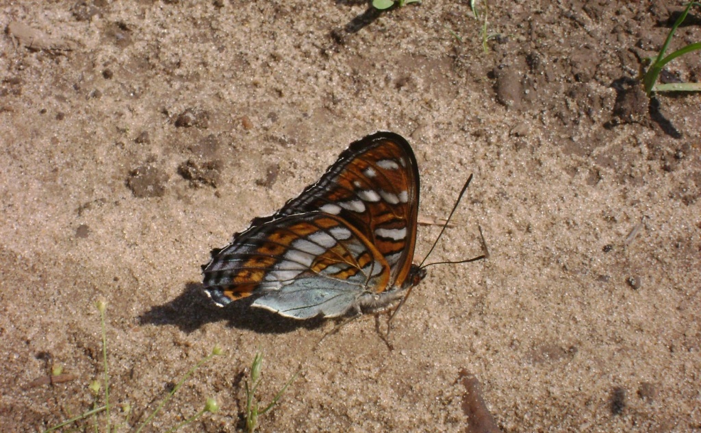 Ленточник тополевый.JPG