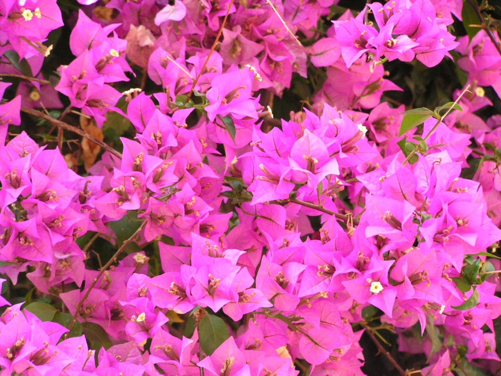 Бугенвиллея 1.JPG