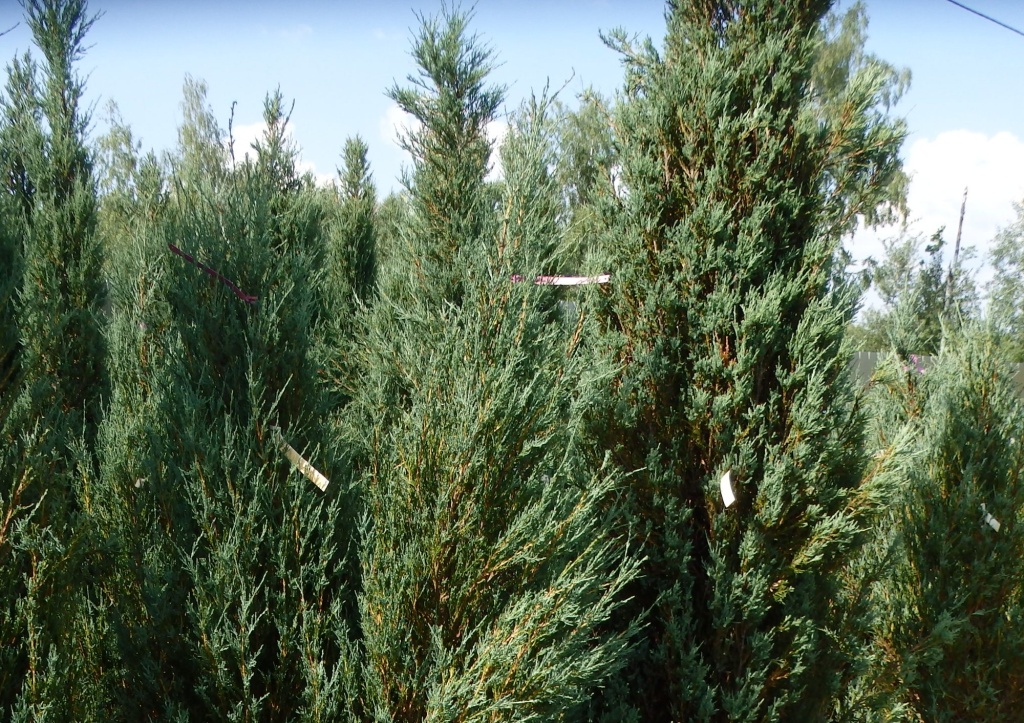 Можжевельник скальный Блю Эрроу.JPG