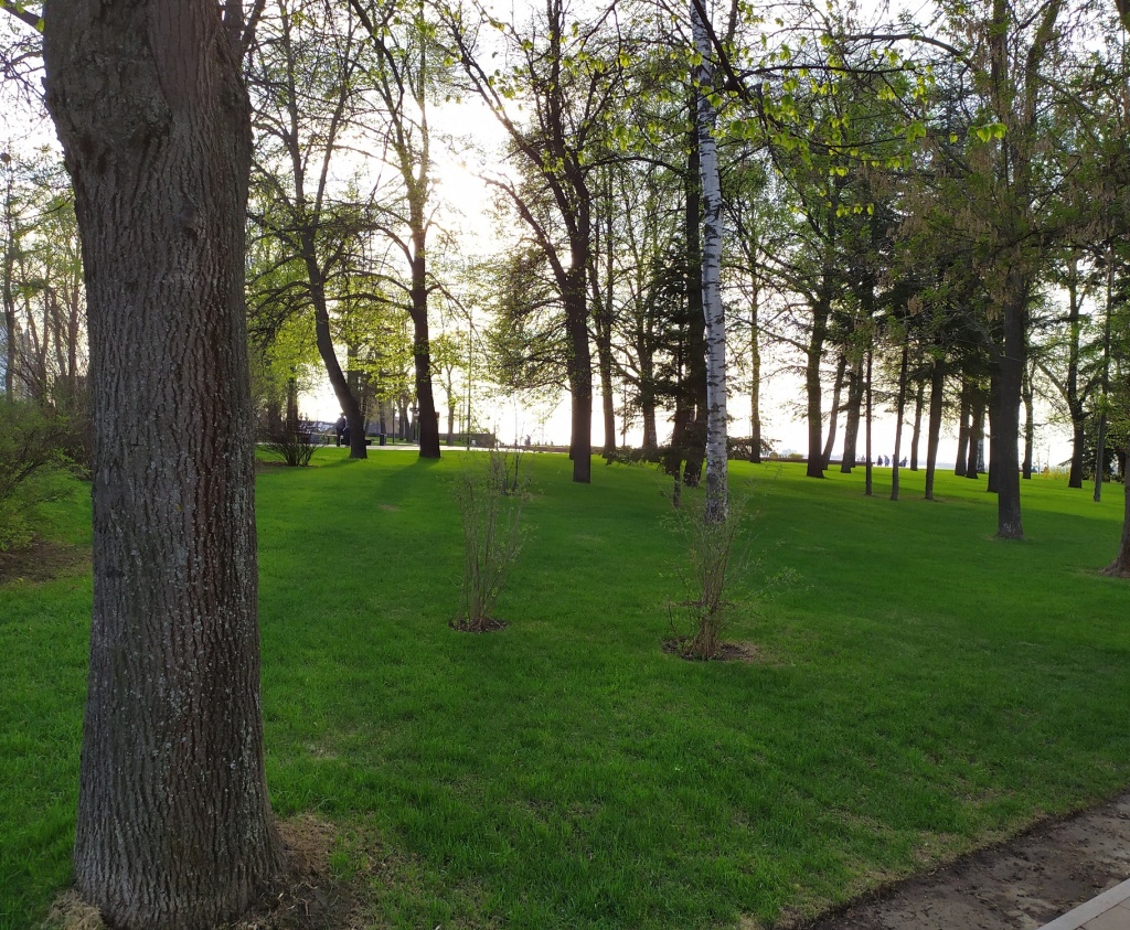 трава для газона (1).jpg